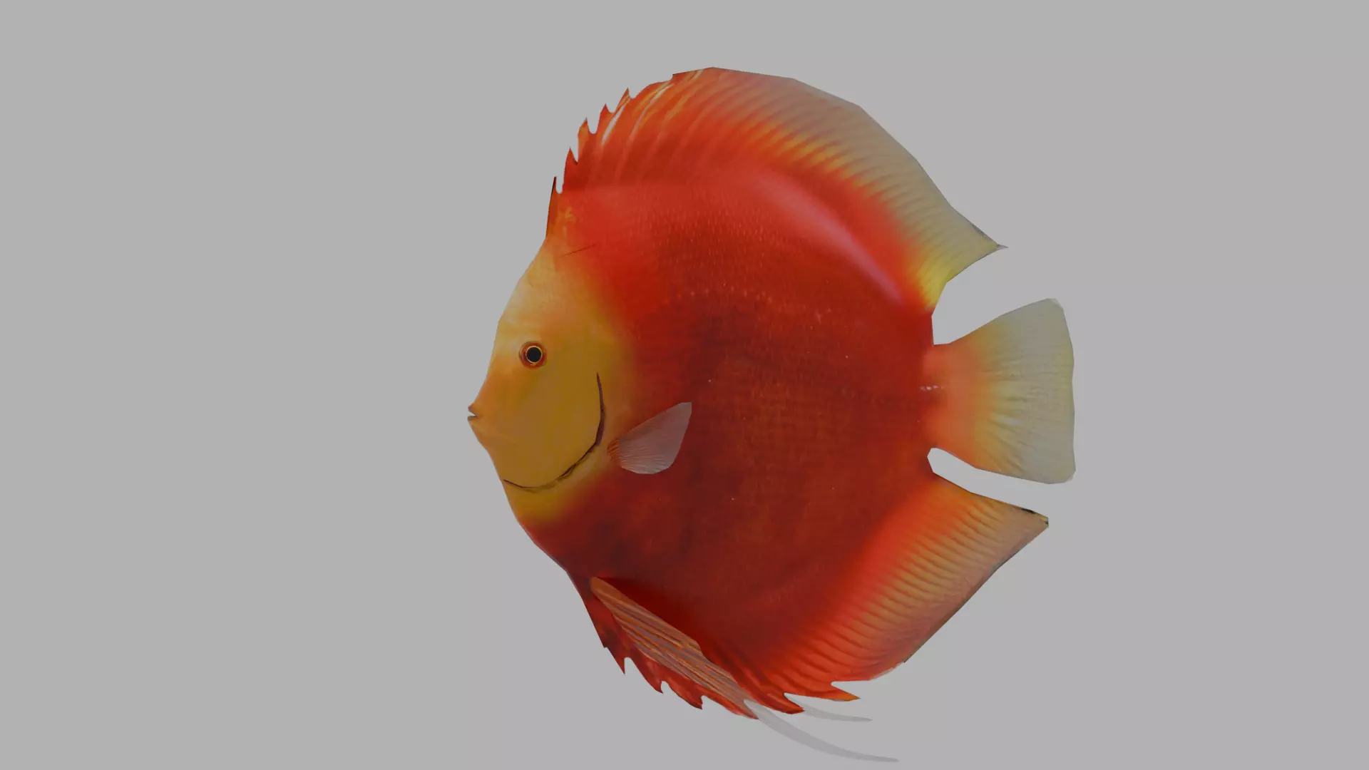 Discus Tangerine Low-poly 3D model