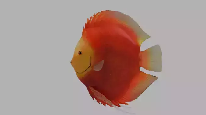 Discus Tangerine Low-poly 3D model