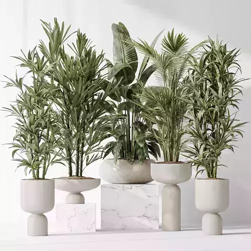 Indoor plants set 81 Areca Majesty and Rhapis Lady 3D model