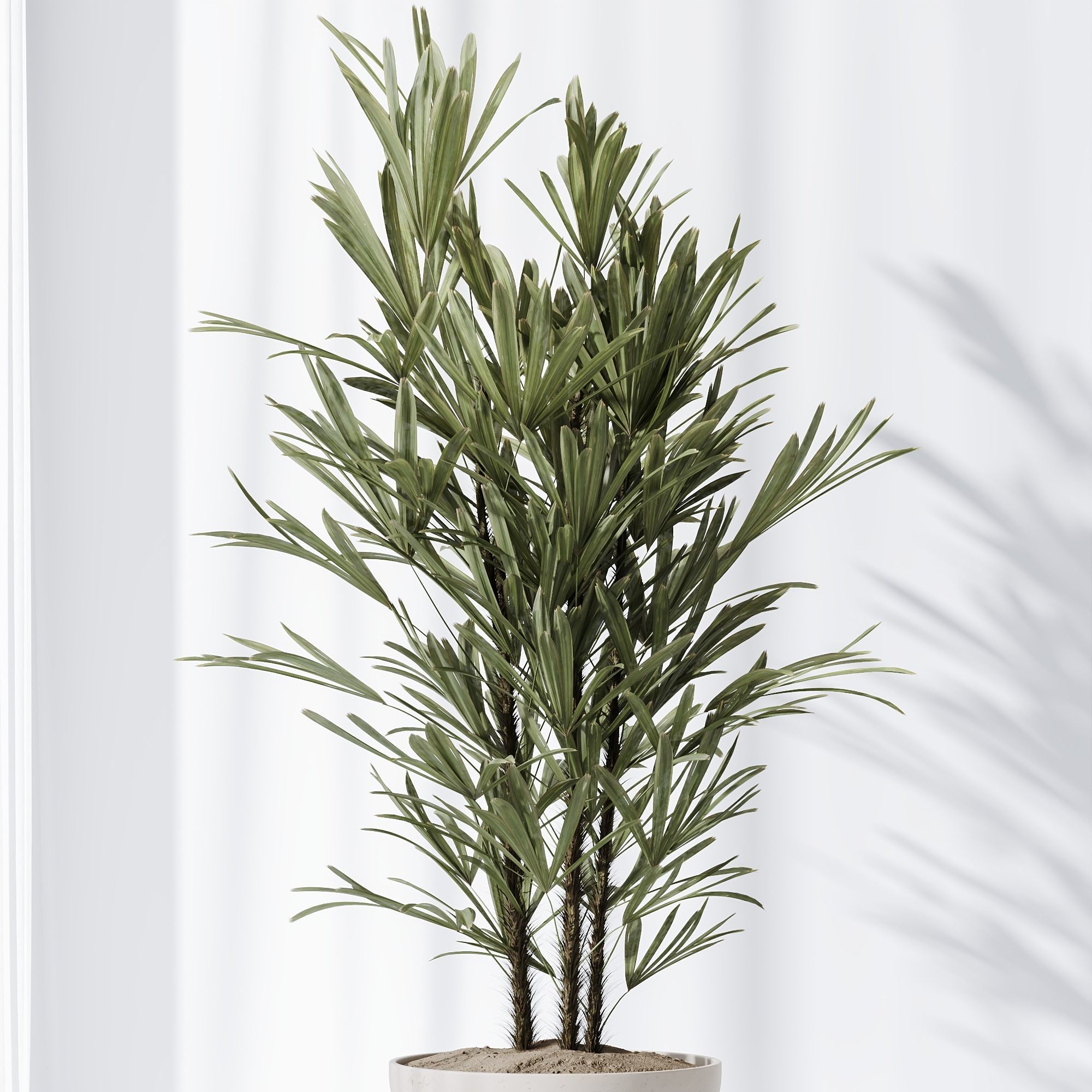 Indoor plants set 81 Areca Majesty and Rhapis Lady 3D model_4