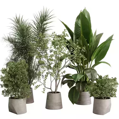 ficus Tree and plants in a concrete vase - indoor plant 485
