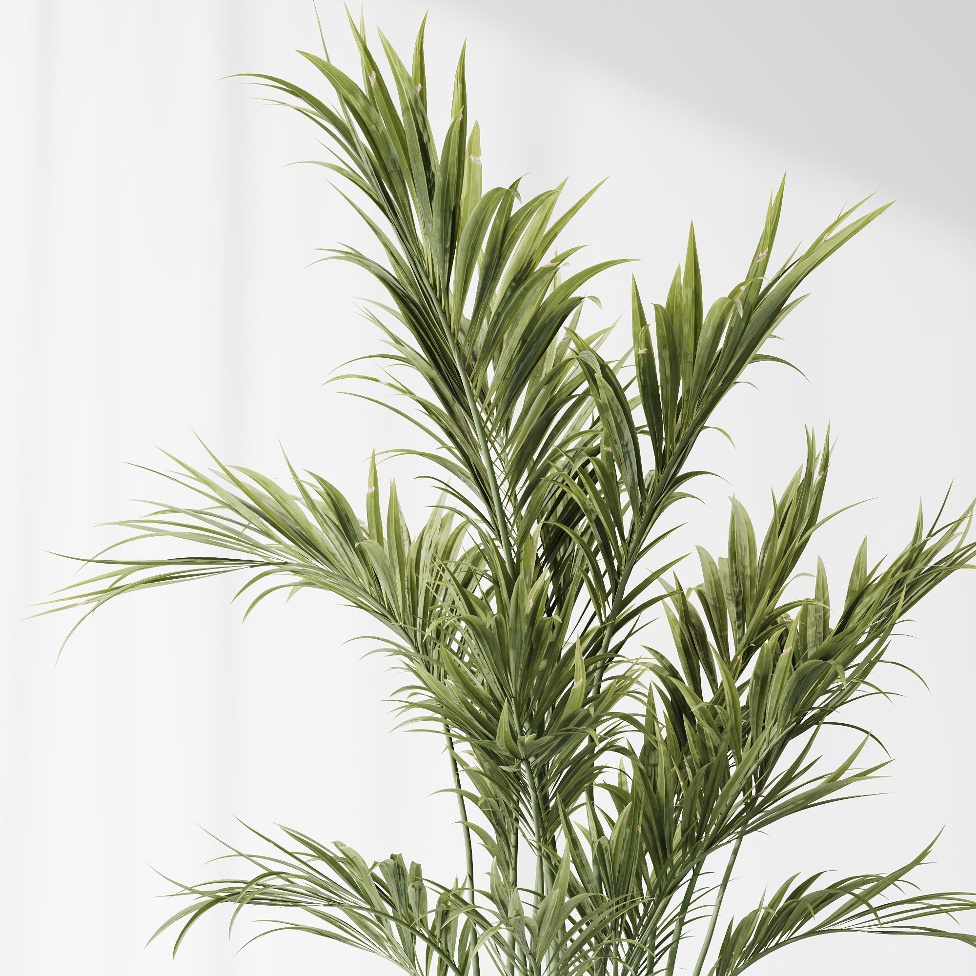 Indoor plants set 83 Areca Majesty Palm ParadiseBird 3D model_4