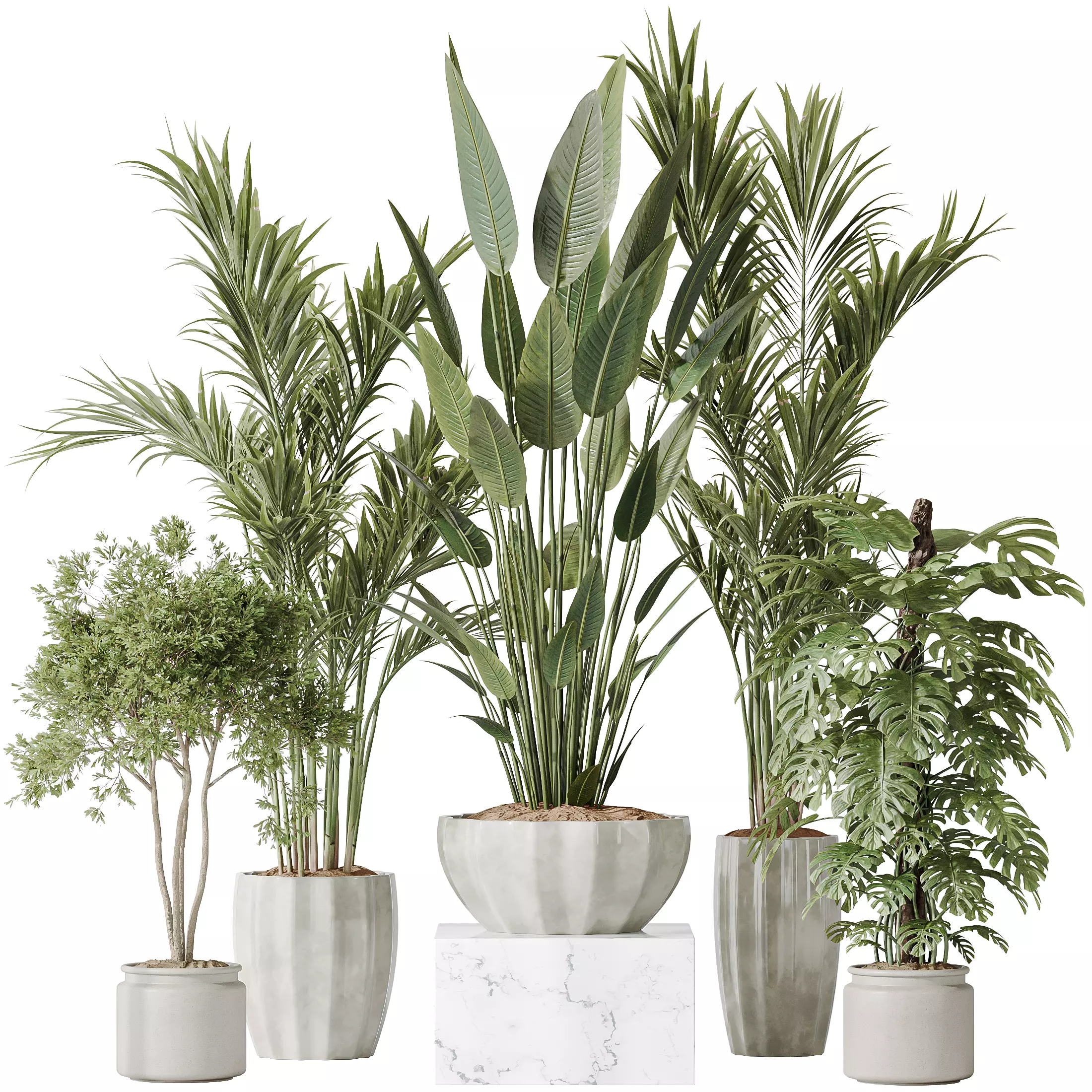 Indoor plants set 83 Areca Majesty Palm ParadiseBird 3D model_0