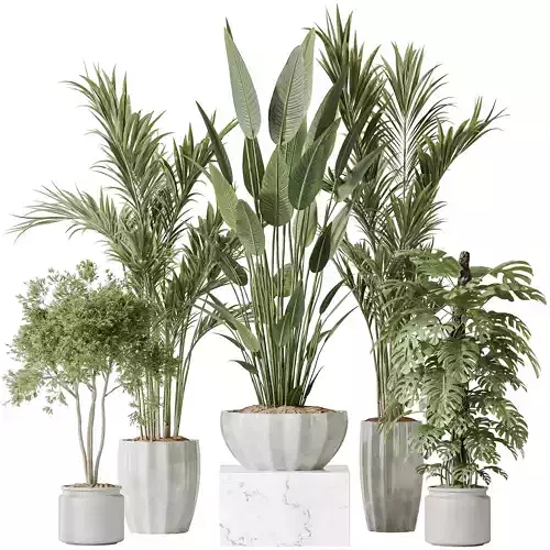 Indoor plants set 83 Areca Majesty Palm ParadiseBird 3D model