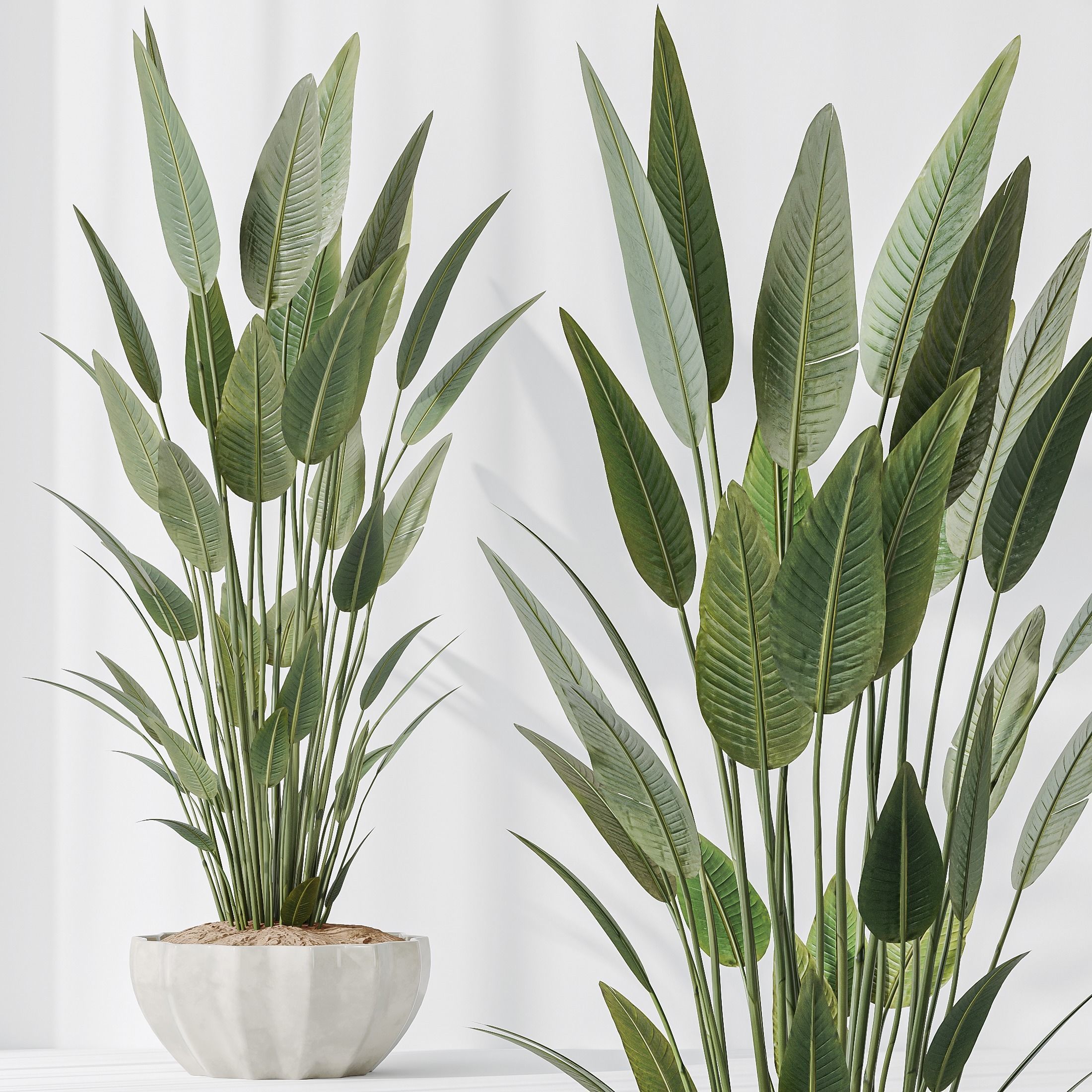 Indoor plants set 83 Areca Majesty Palm ParadiseBird 3D model_3