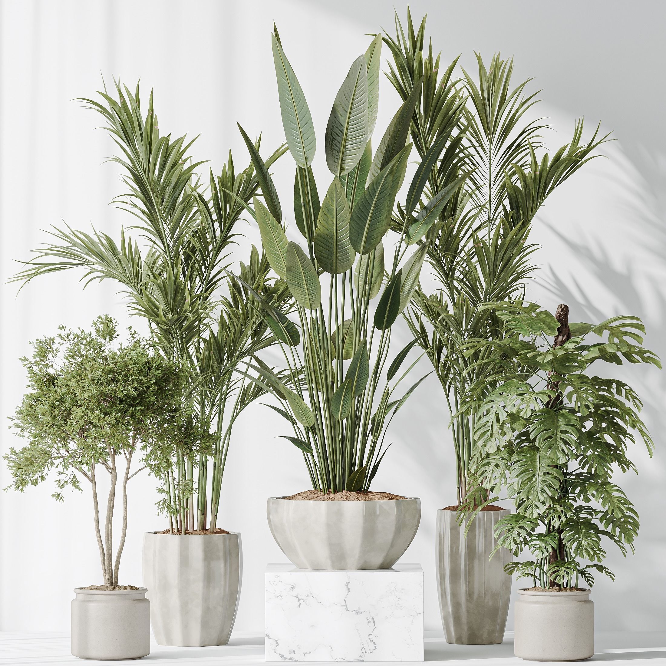 Indoor plants set 83 Areca Majesty Palm ParadiseBird 3D model_1