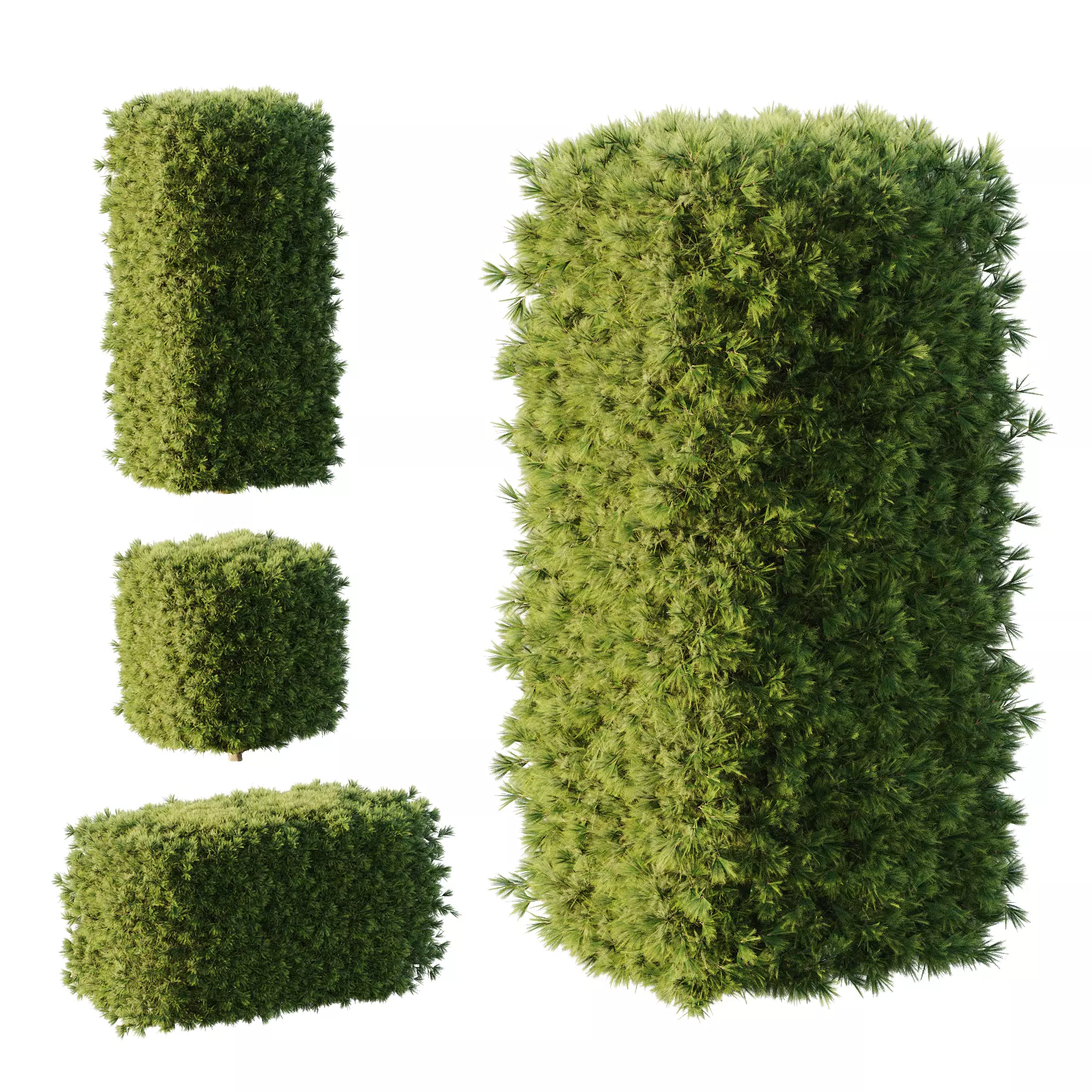 Pinus Mugo Bush04 3D model_0