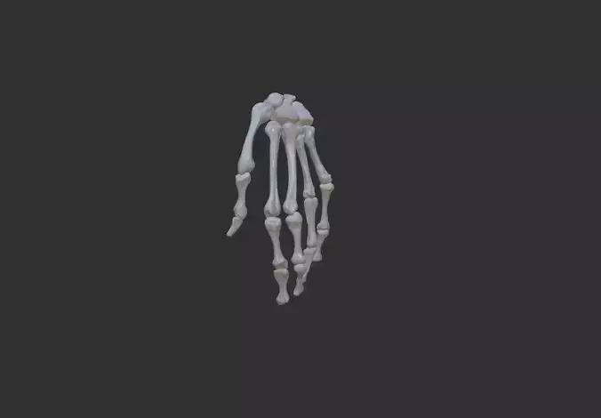 hand bones