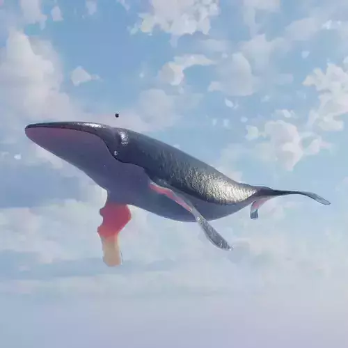 Humpback Whale Low-poly 3D model