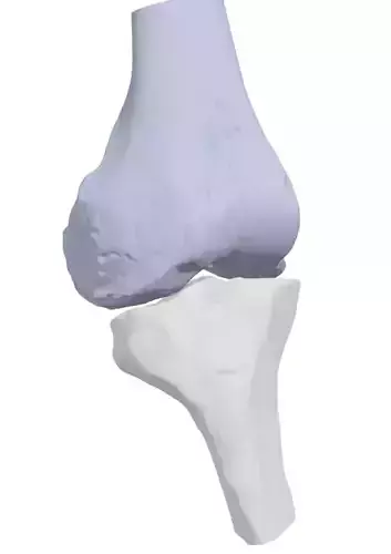 Knee Joint Bones