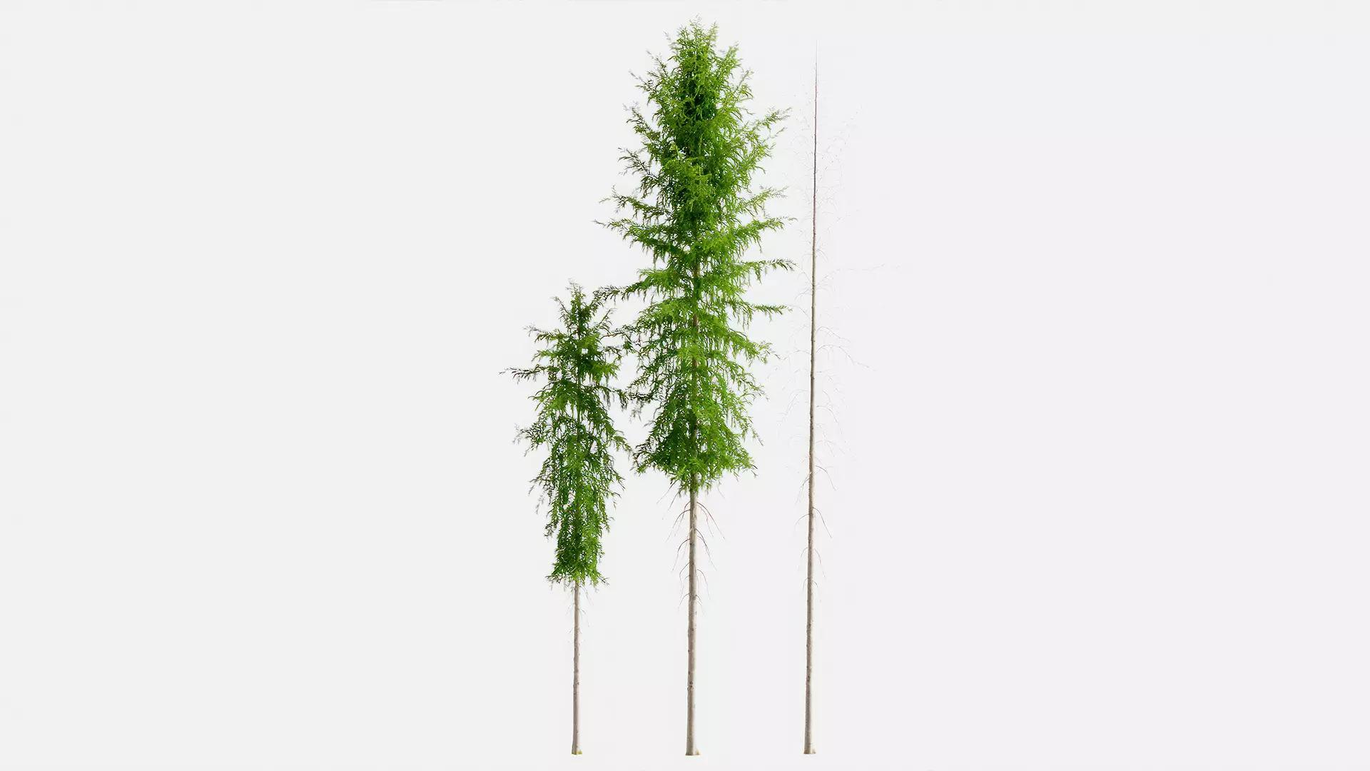 Fir trees 3D model