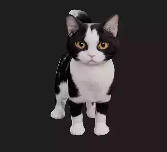 Black and white cat