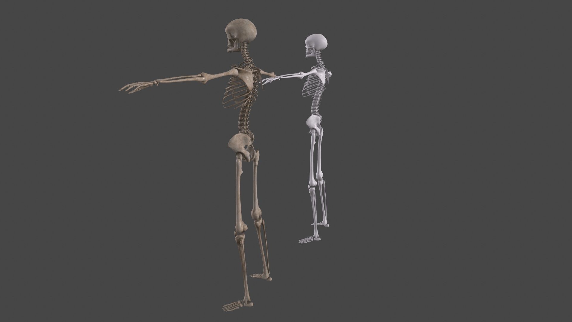 Human Skeleton Low-poly 3D model_12