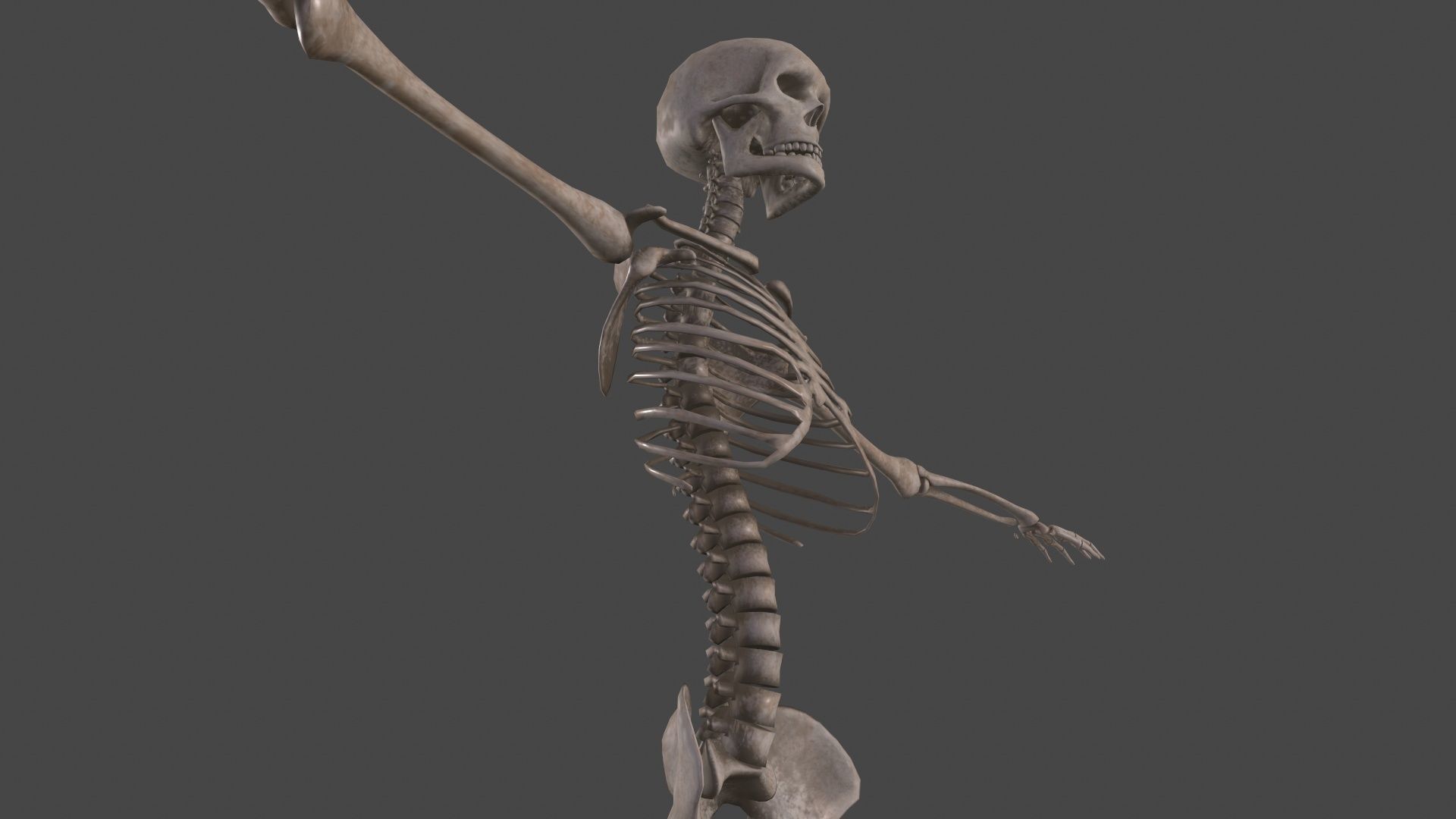 Human Skeleton Low-poly 3D model_23