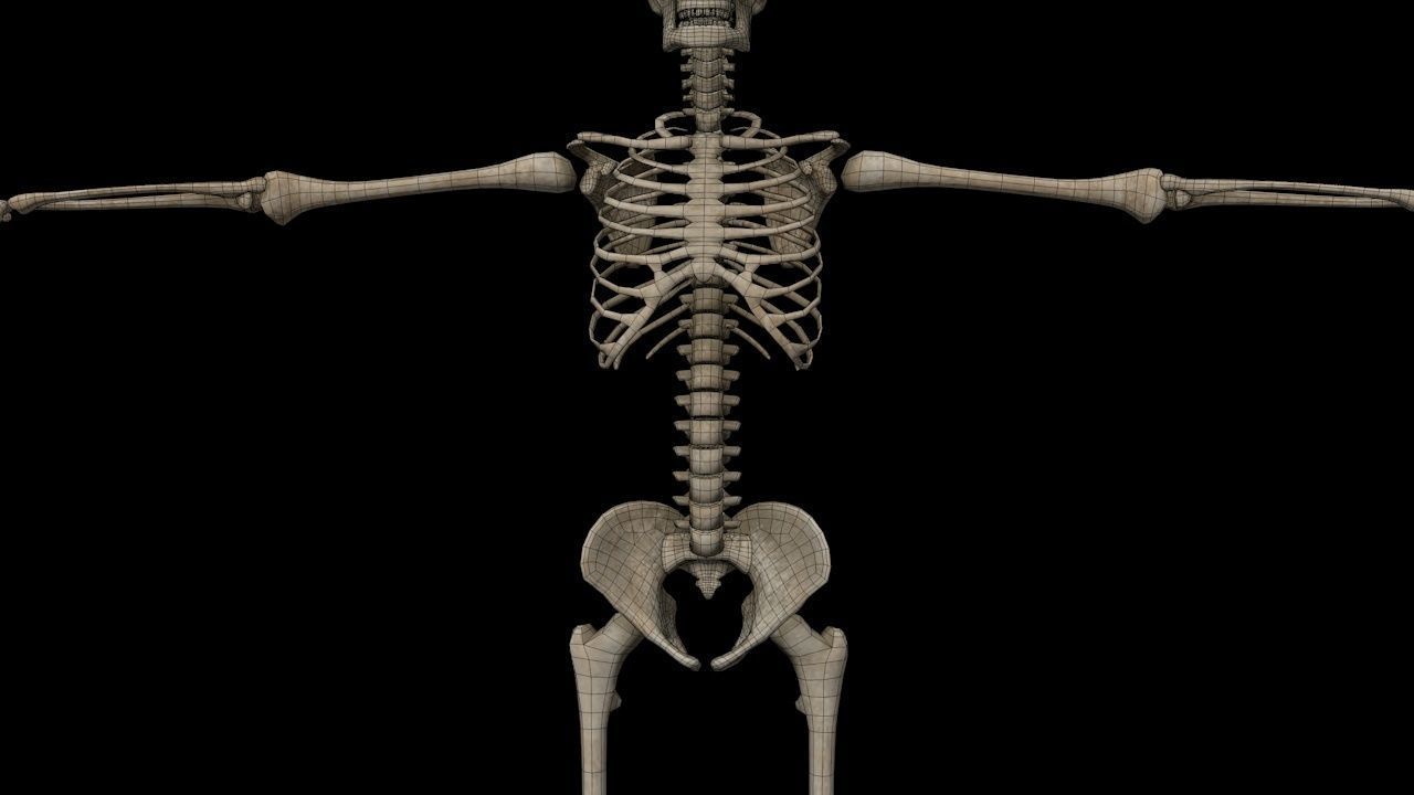 Human Skeleton Low-poly 3D model_33