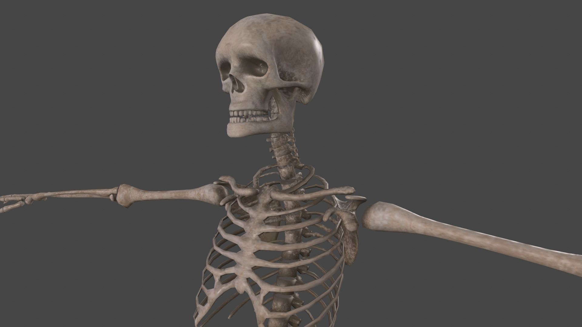 Human Skeleton Low-poly 3D model_9