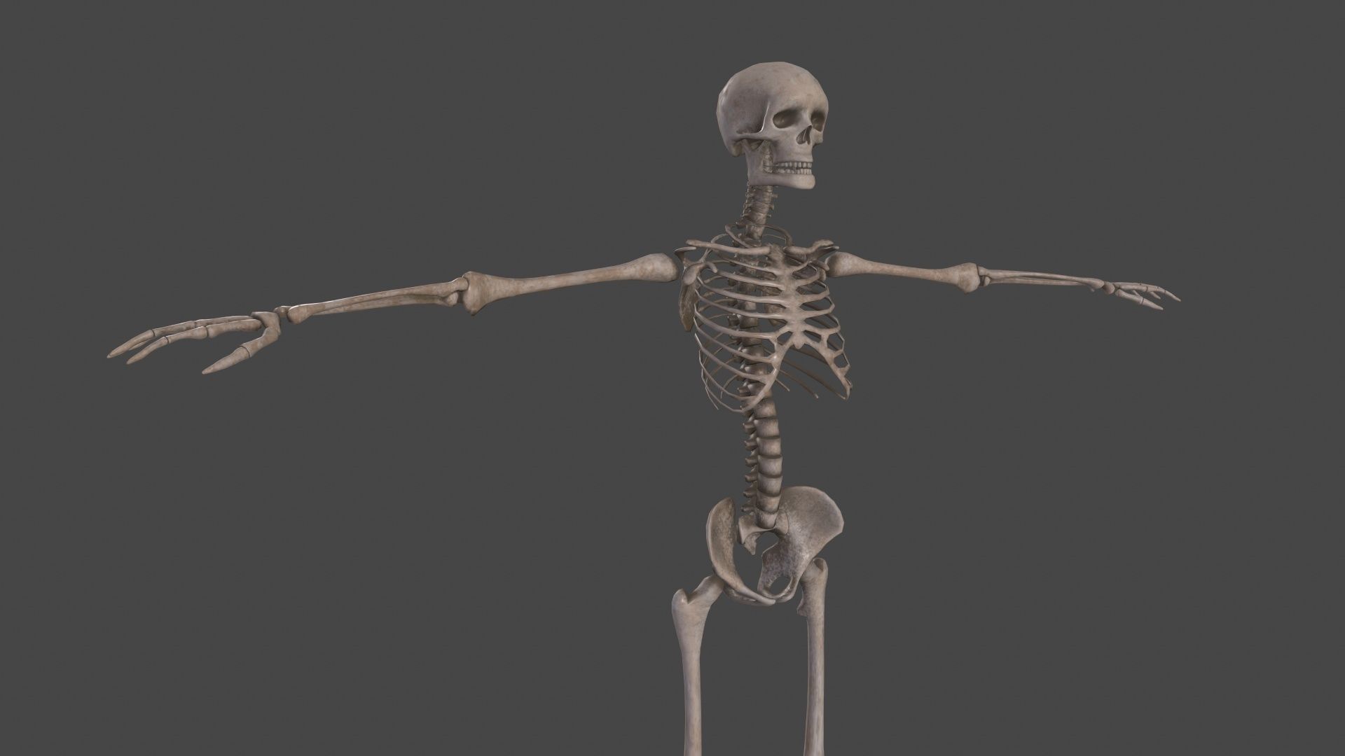 Human Skeleton Low-poly 3D model_16