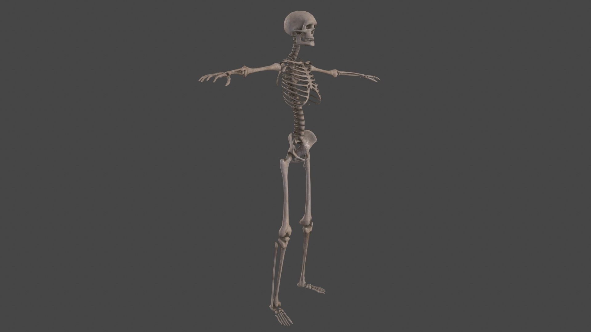 Human Skeleton Low-poly 3D model_19
