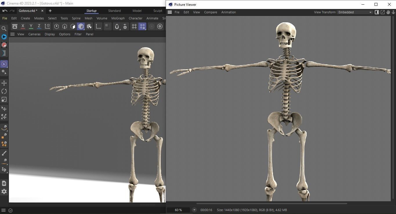 Human Skeleton Low-poly 3D model_28