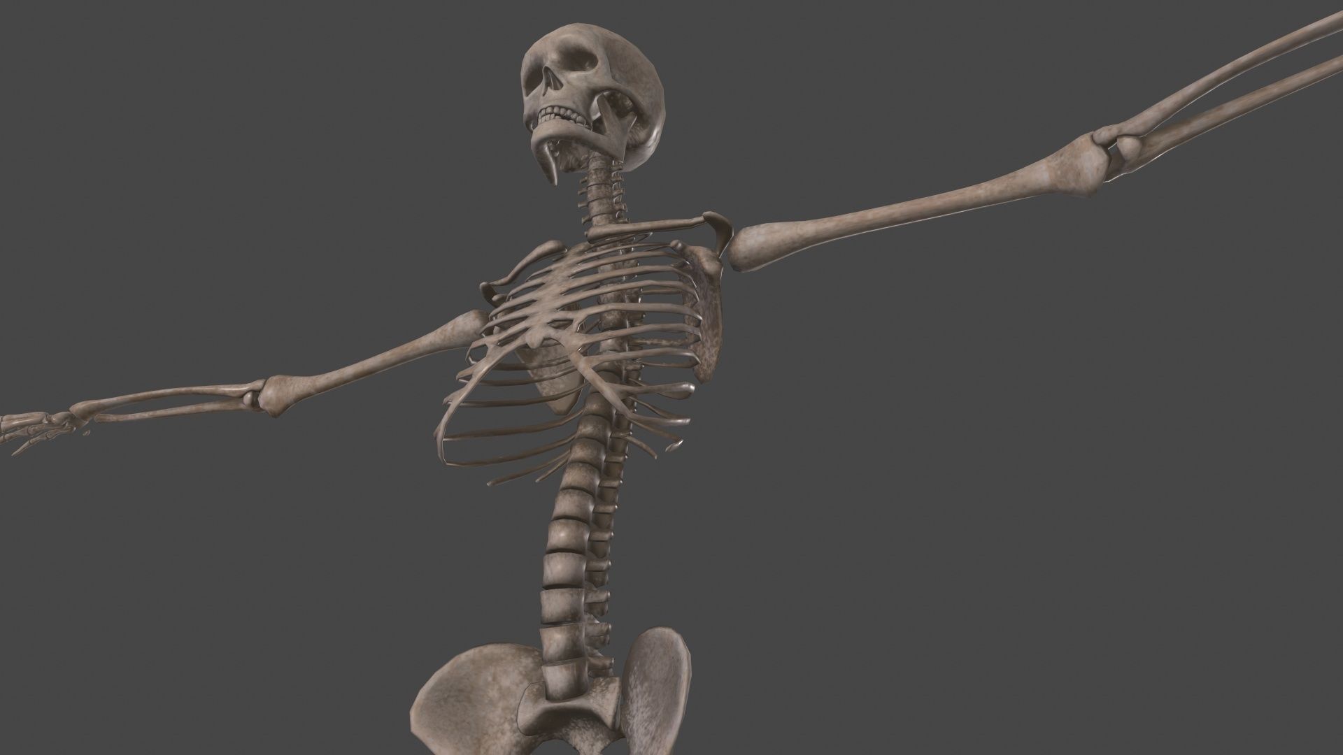 Human Skeleton Low-poly 3D model_22