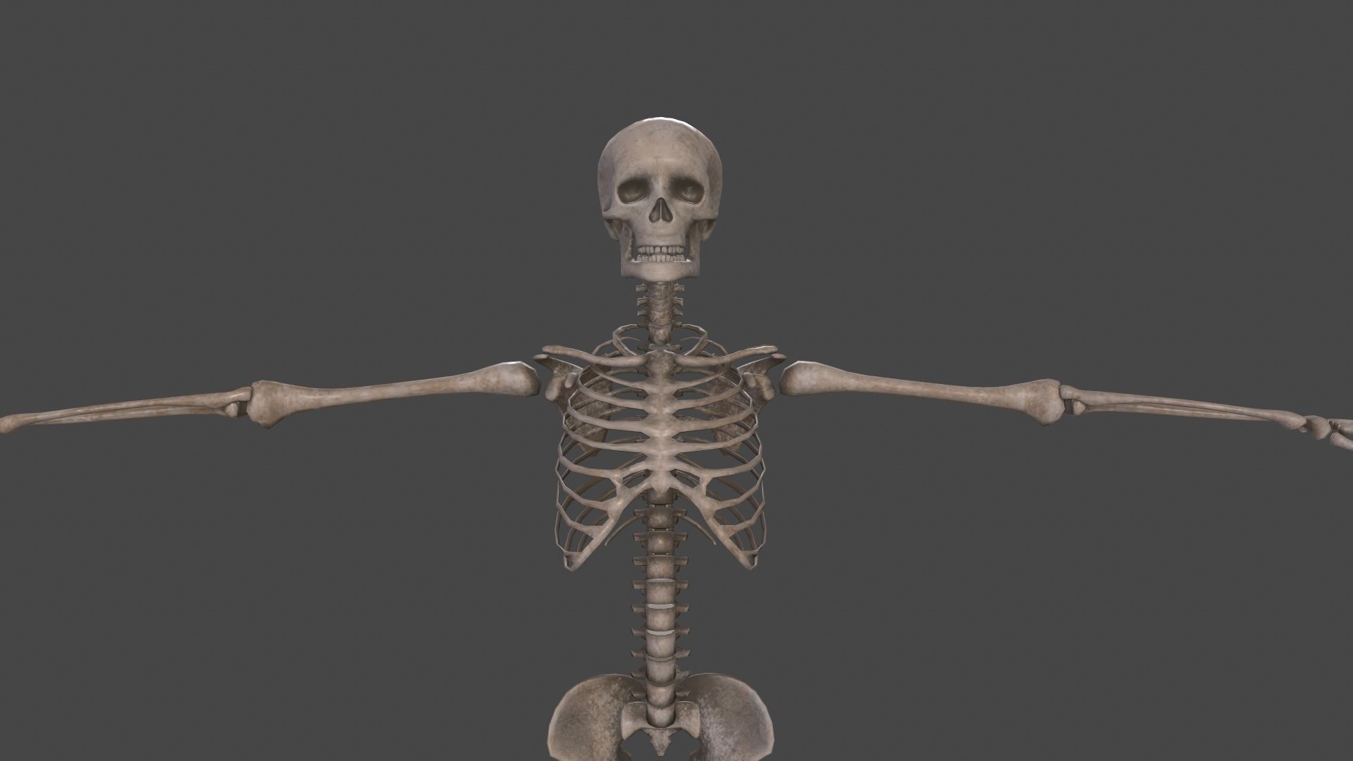 Human Skeleton Low-poly 3D model_8