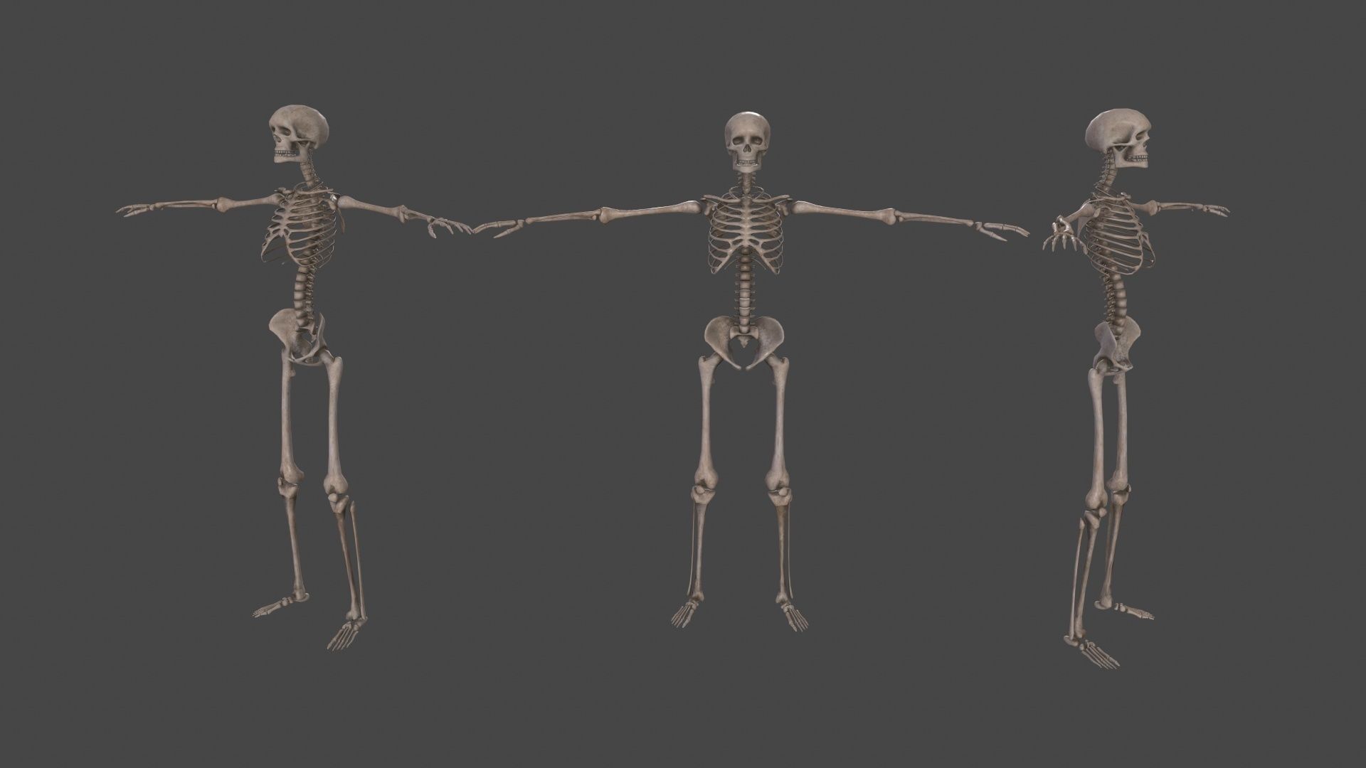 Human Skeleton Low-poly 3D model_25