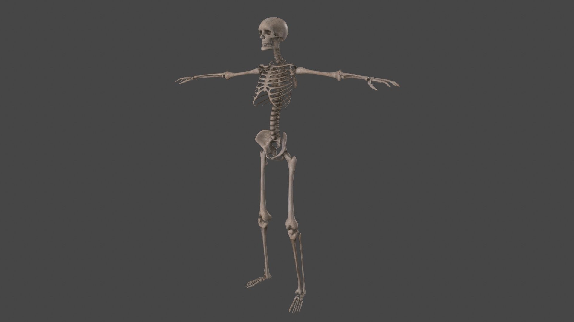 Human Skeleton Low-poly 3D model_2