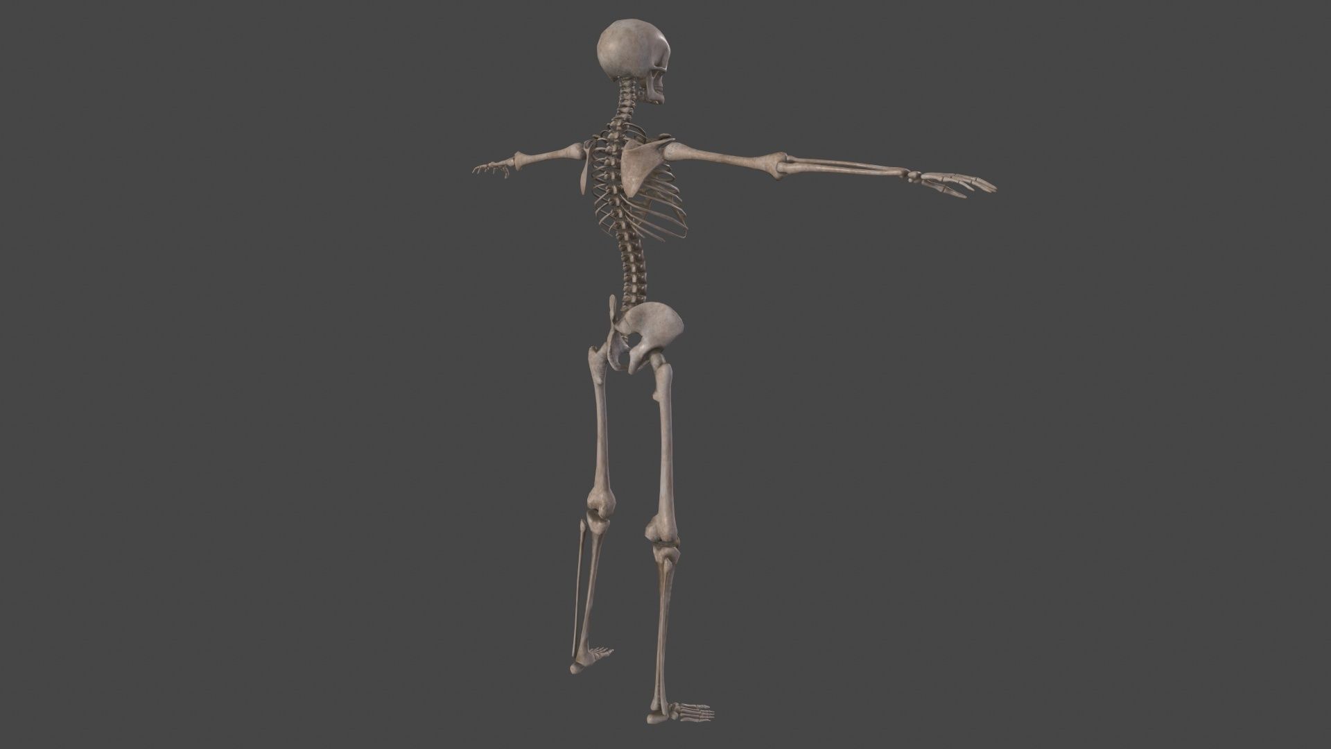 Human Skeleton Low-poly 3D model_6