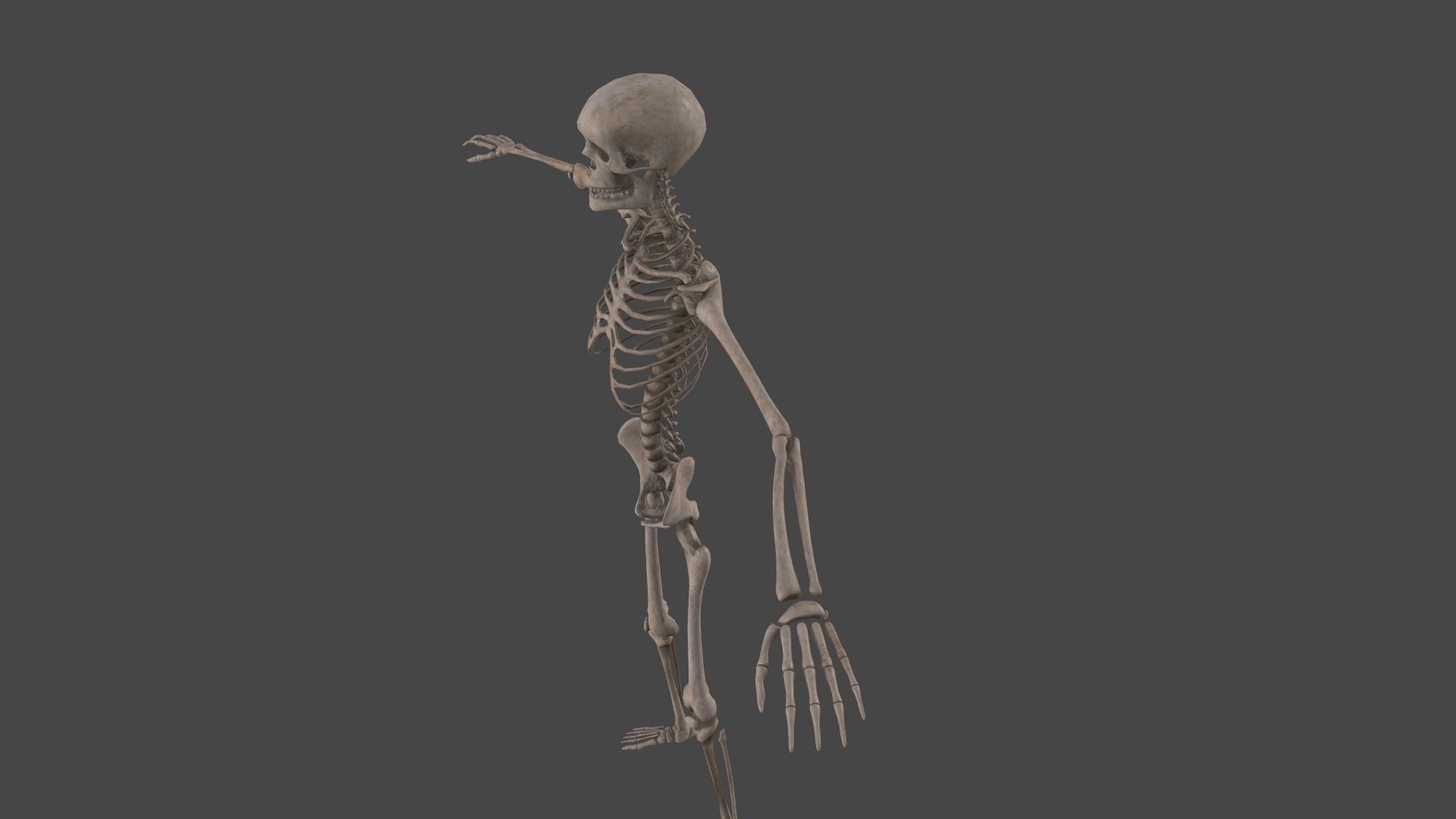 Human Skeleton Low-poly 3D model_24