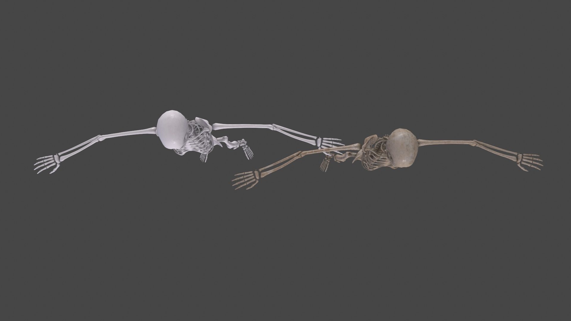 Human Skeleton Low-poly 3D model_18