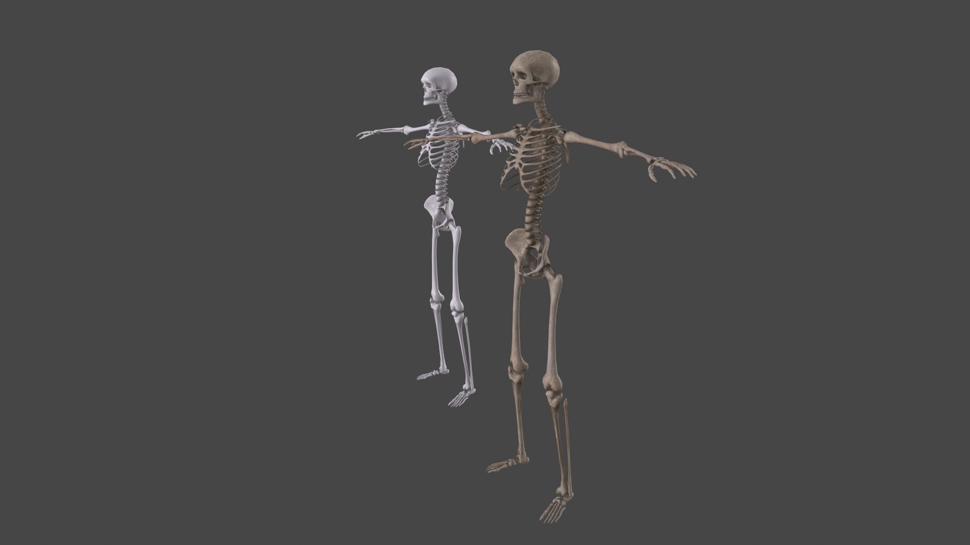 Human Skeleton Low-poly 3D model_11
