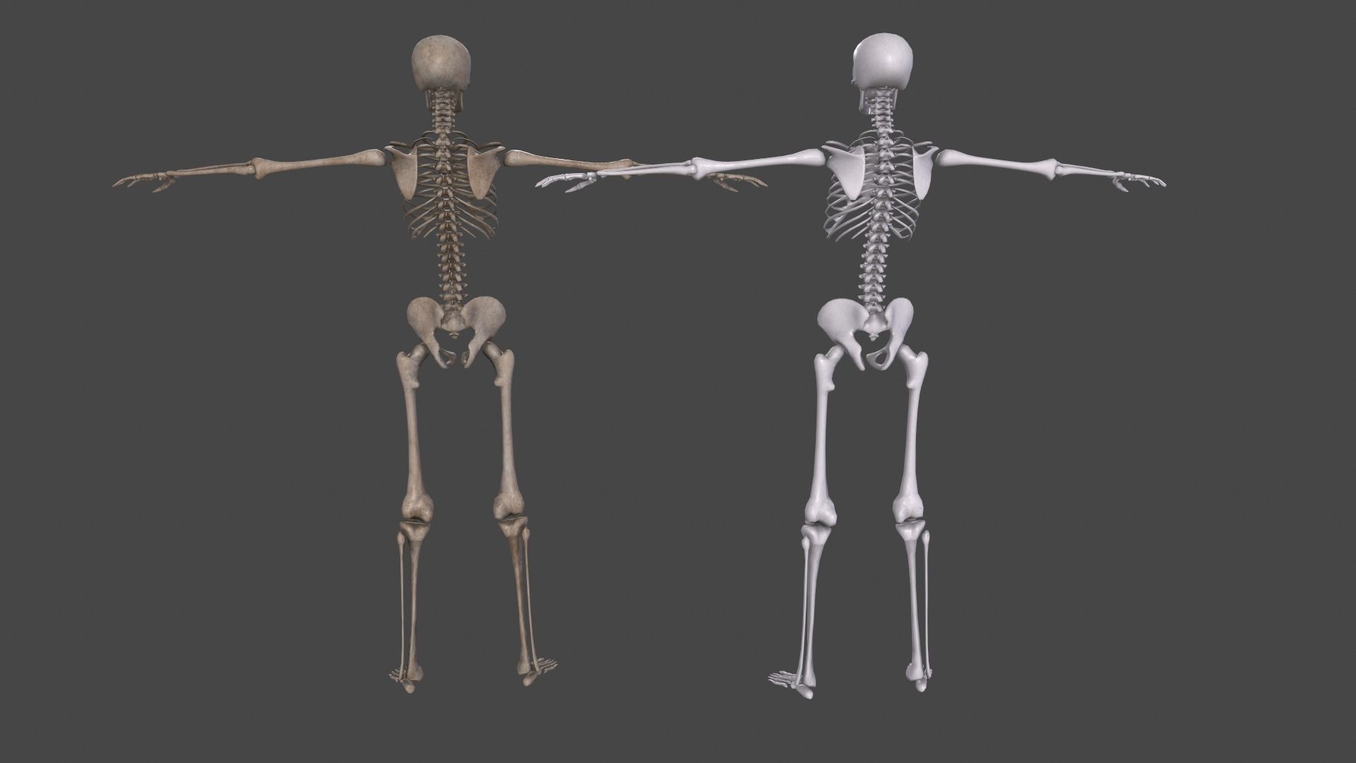Human Skeleton Low-poly 3D model_13