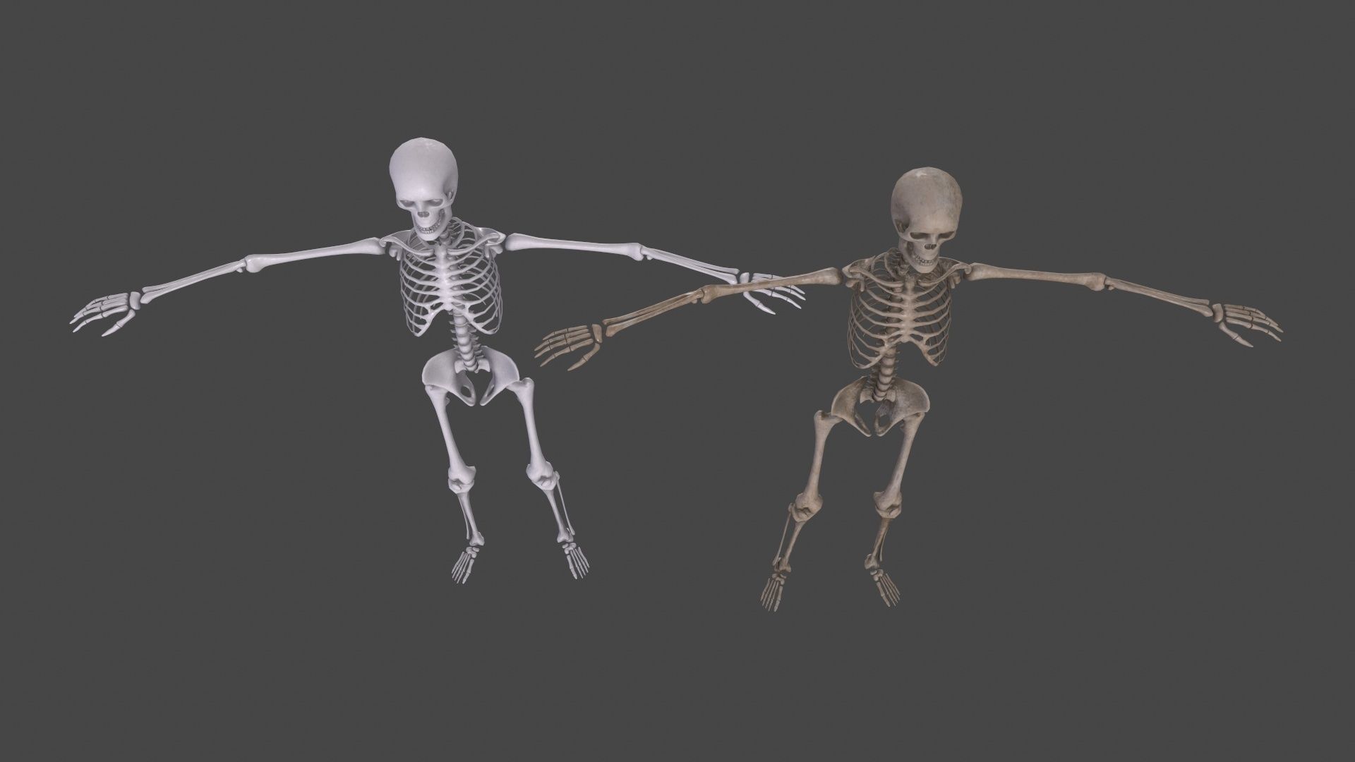 Human Skeleton Low-poly 3D model_17