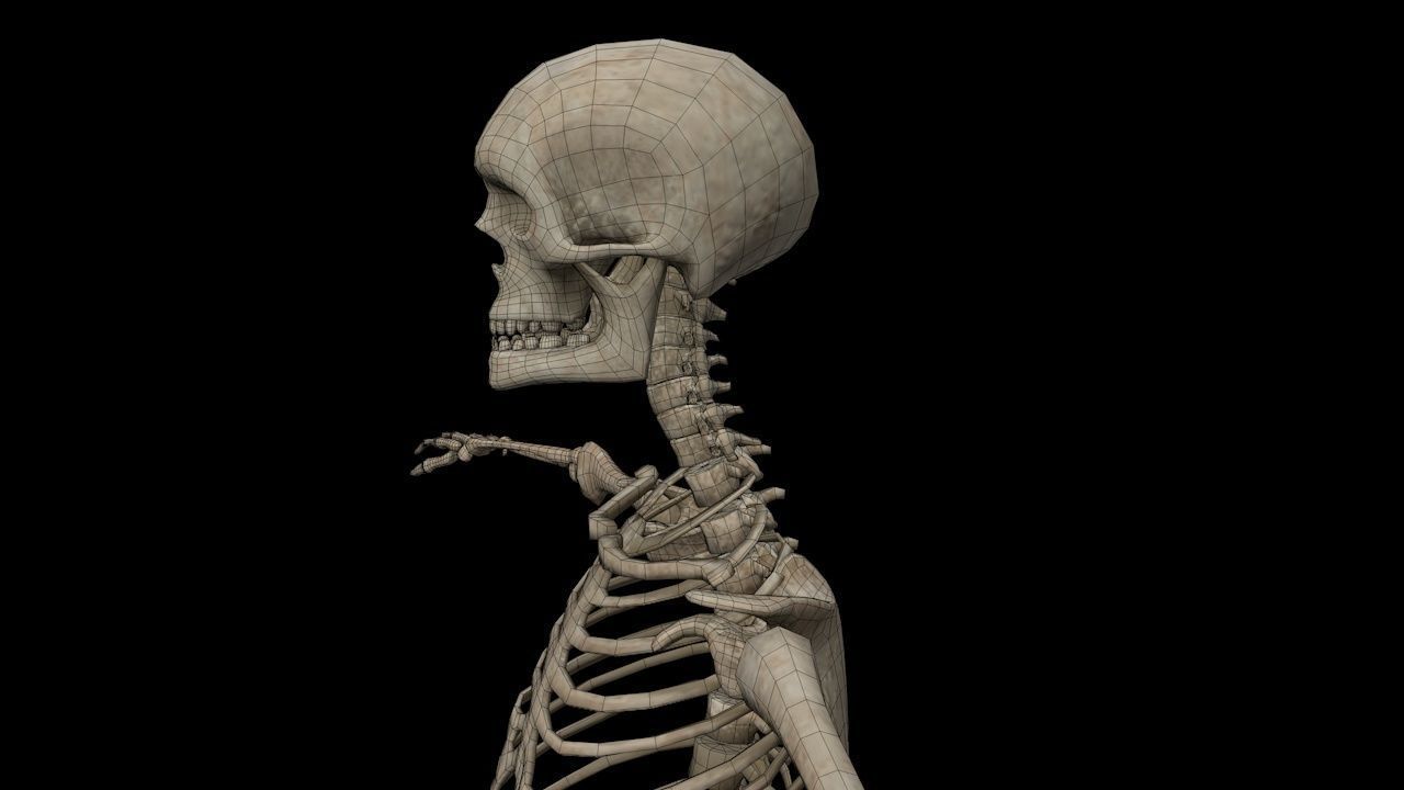 Human Skeleton Low-poly 3D model_34