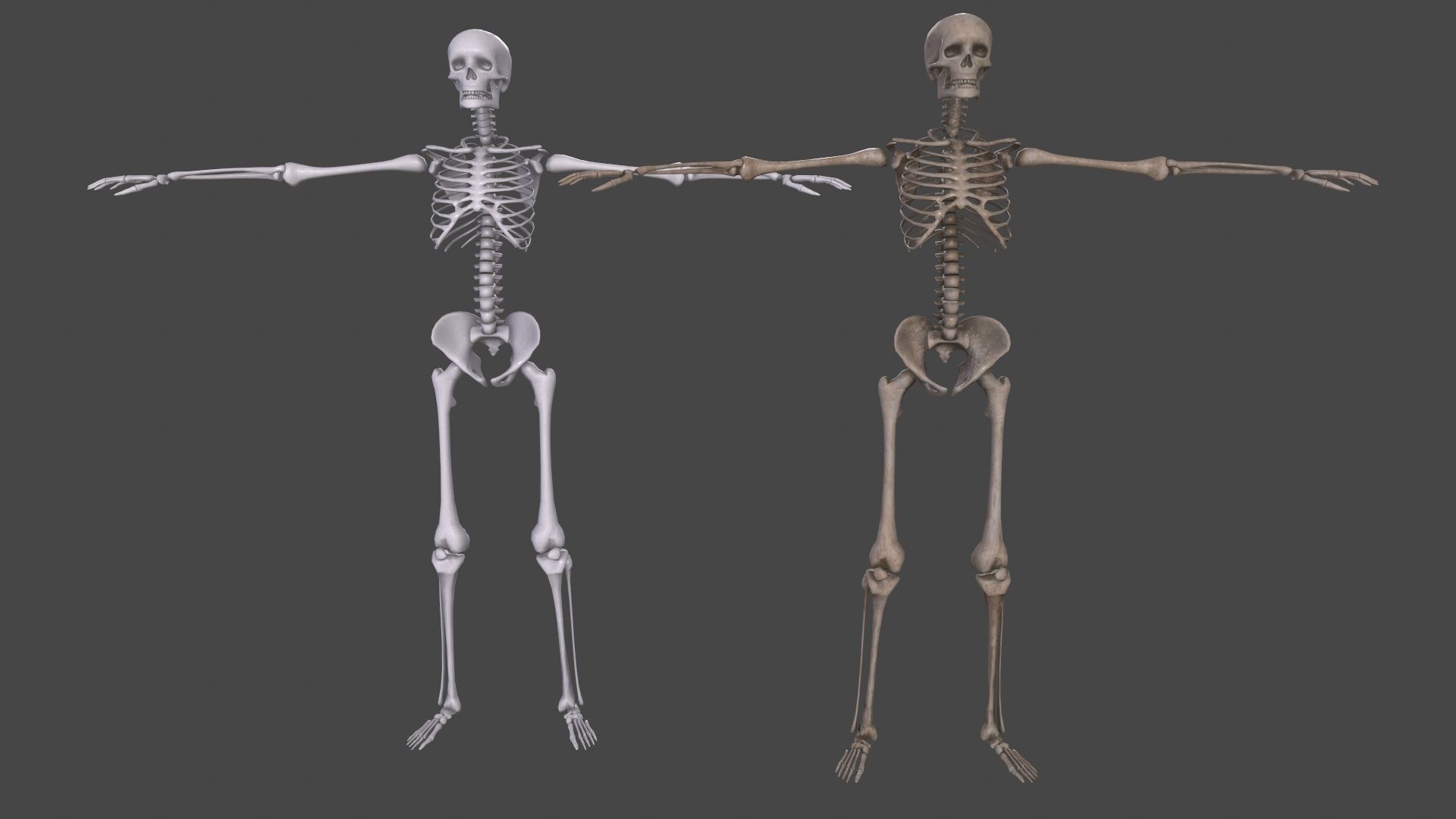 Human Skeleton Low-poly 3D model_10