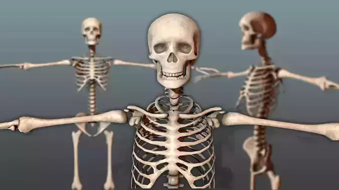Human Skeleton