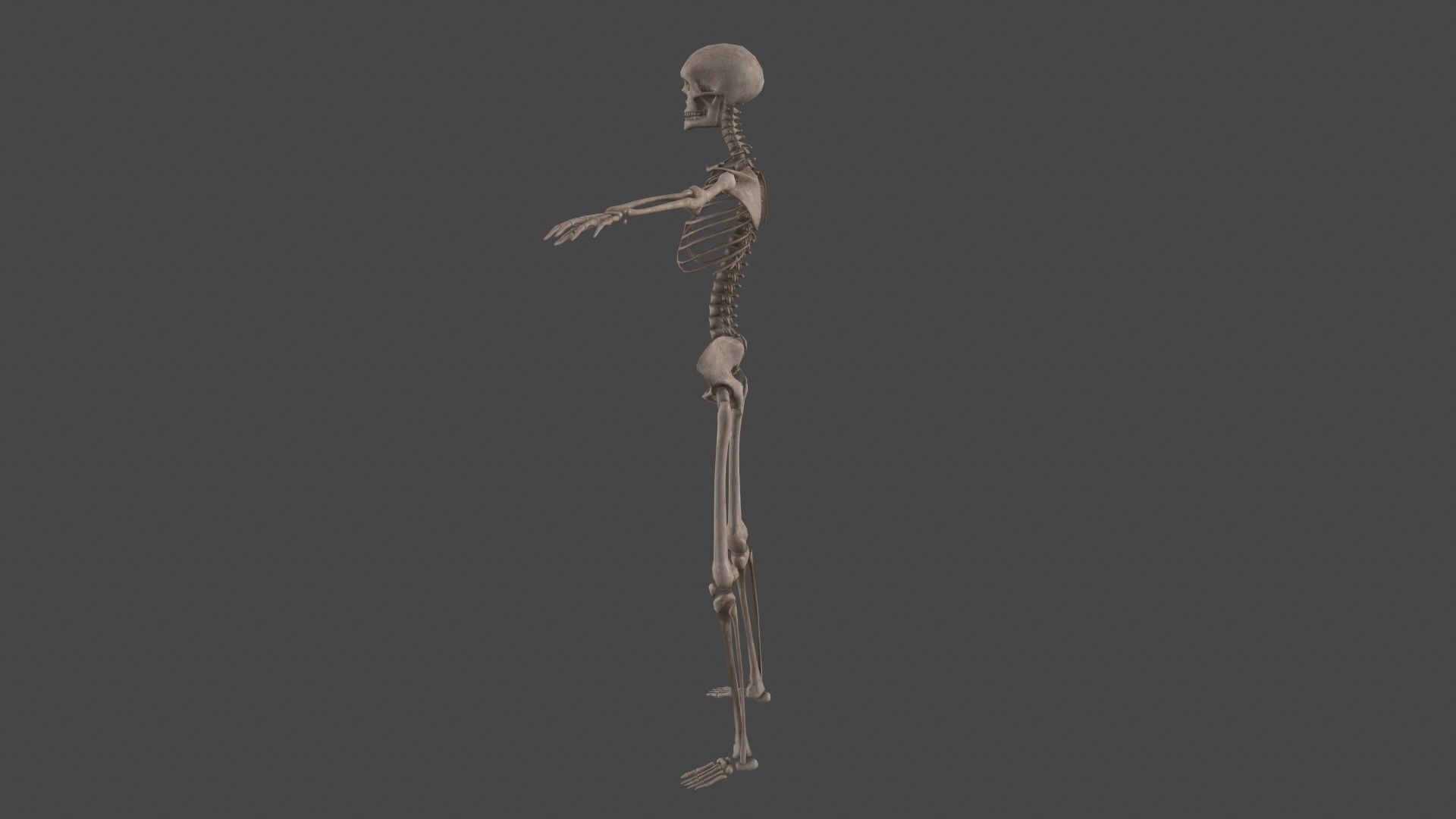 Human Skeleton Low-poly 3D model_3