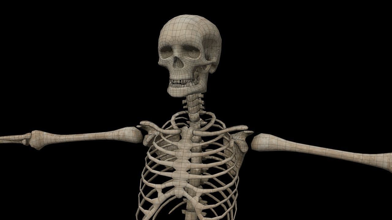 Human Skeleton Low-poly 3D model_35
