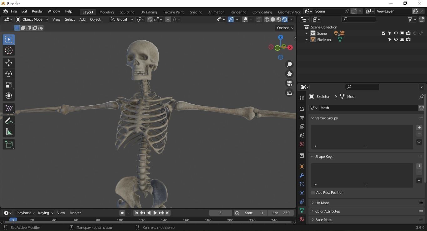 Human Skeleton Low-poly 3D model_31