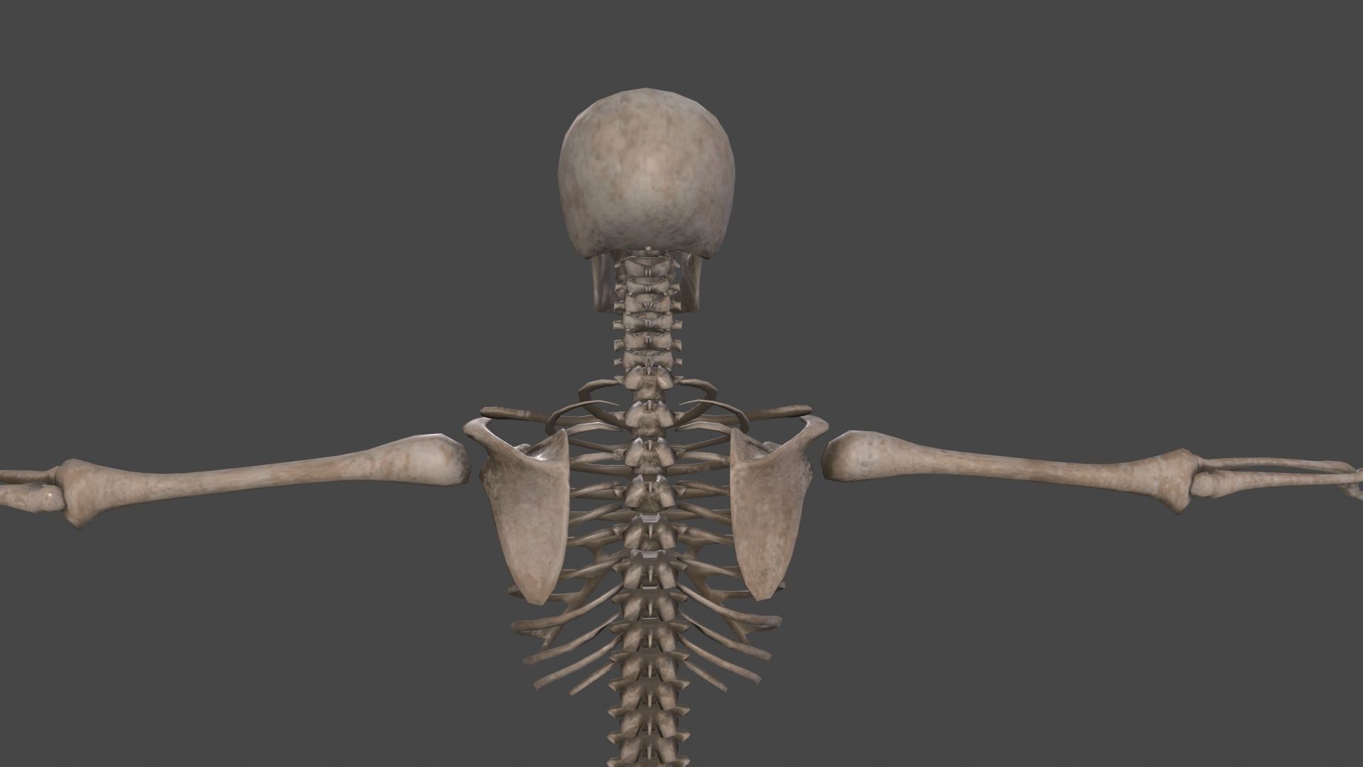 Human Skeleton Low-poly 3D model_20