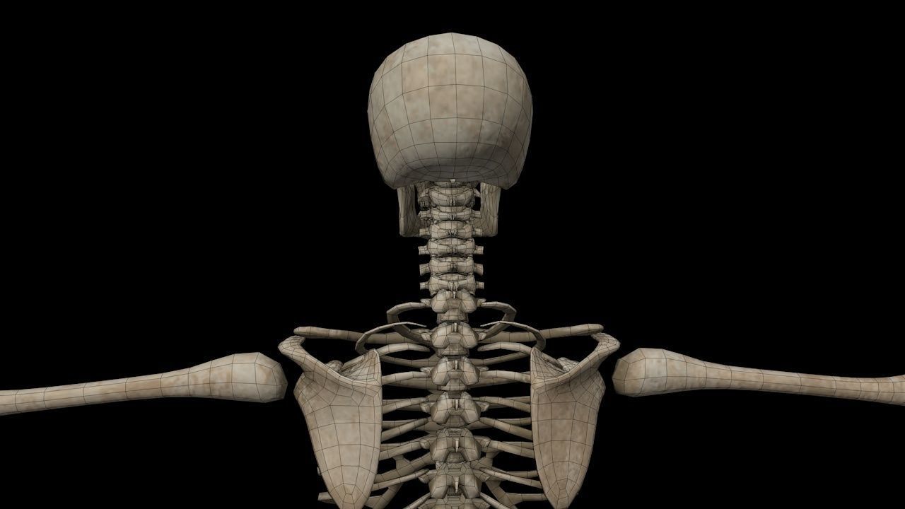 Human Skeleton Low-poly 3D model_36