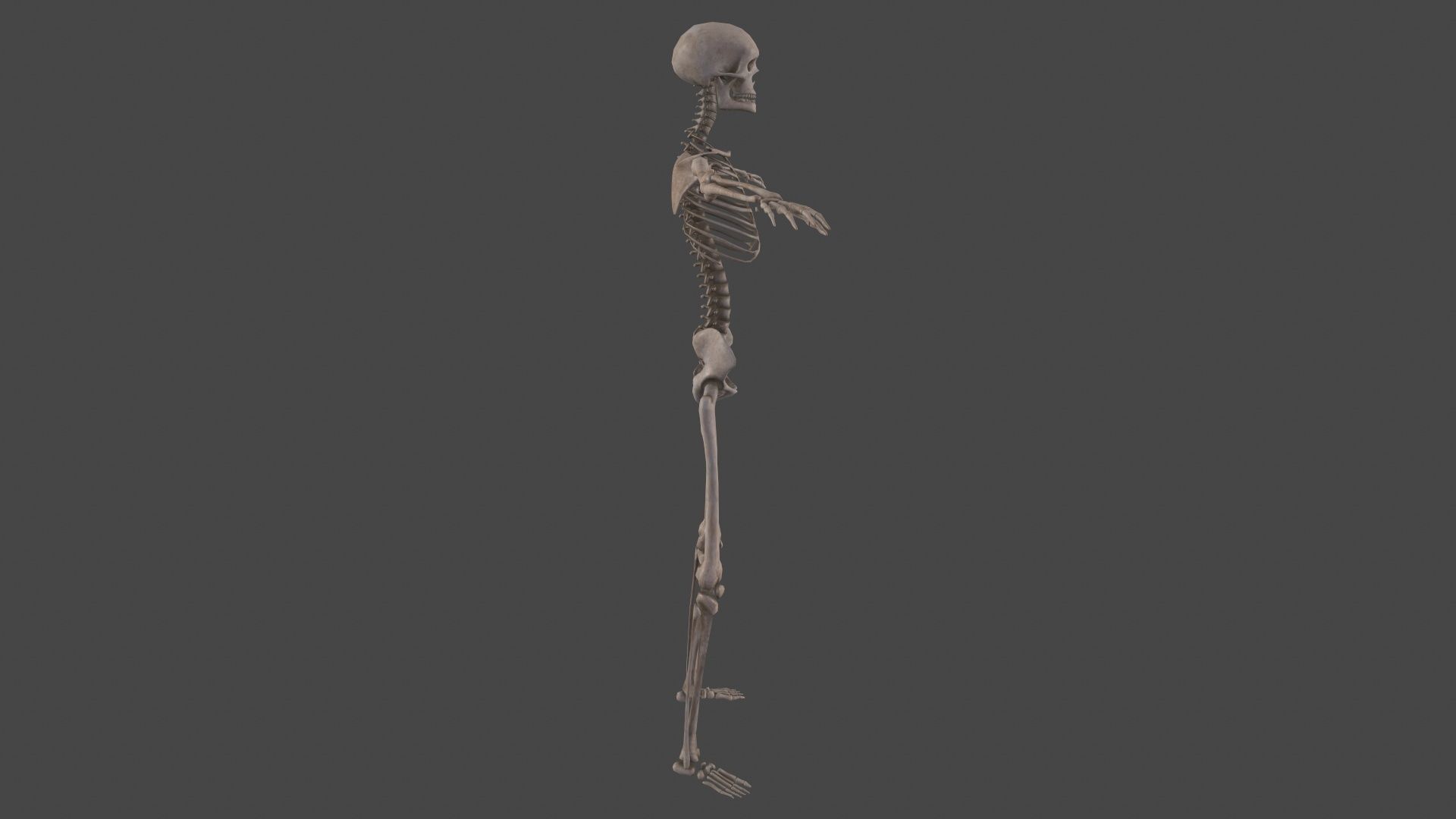 Human Skeleton Low-poly 3D model_7