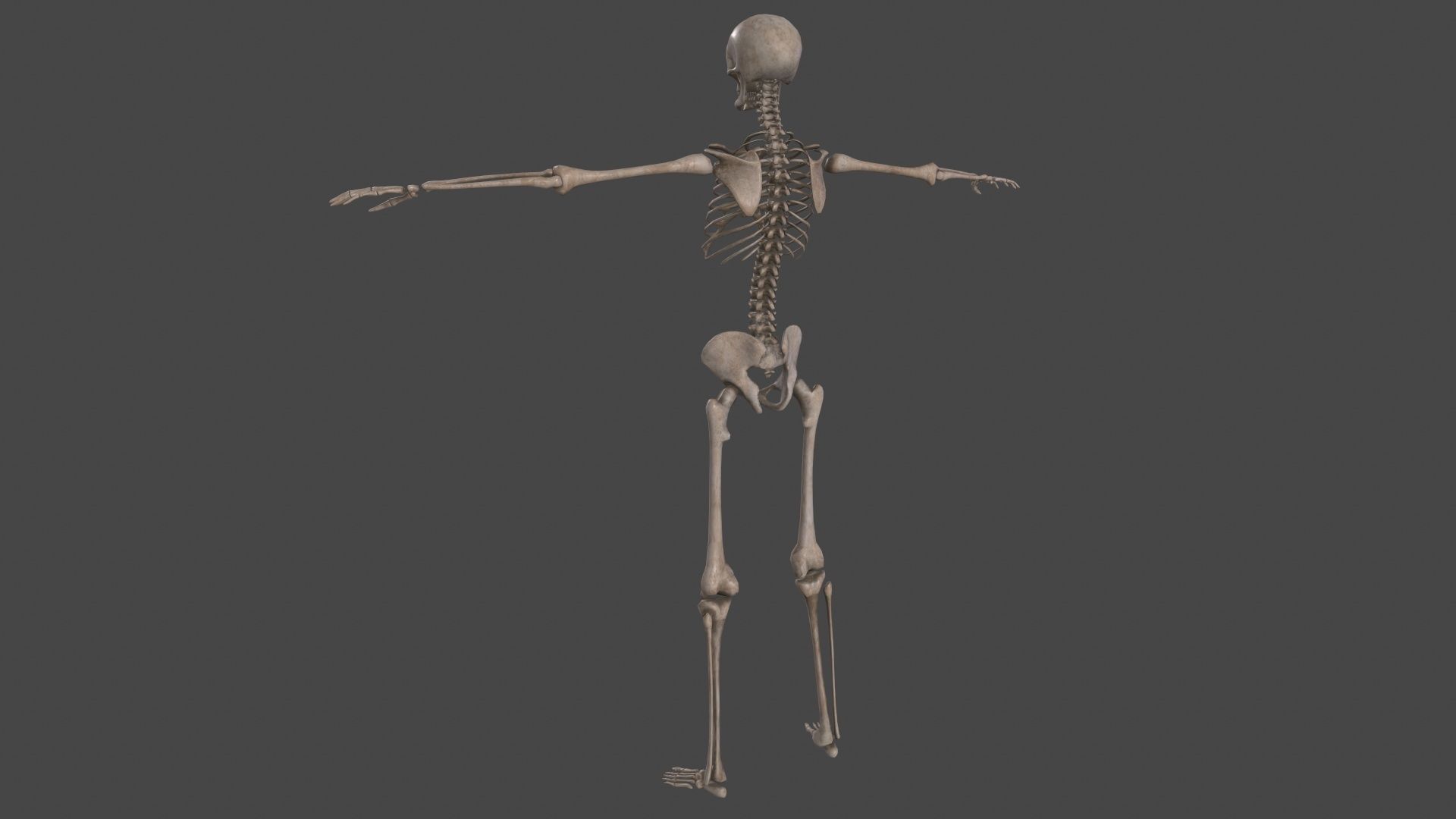 Human Skeleton Low-poly 3D model_4