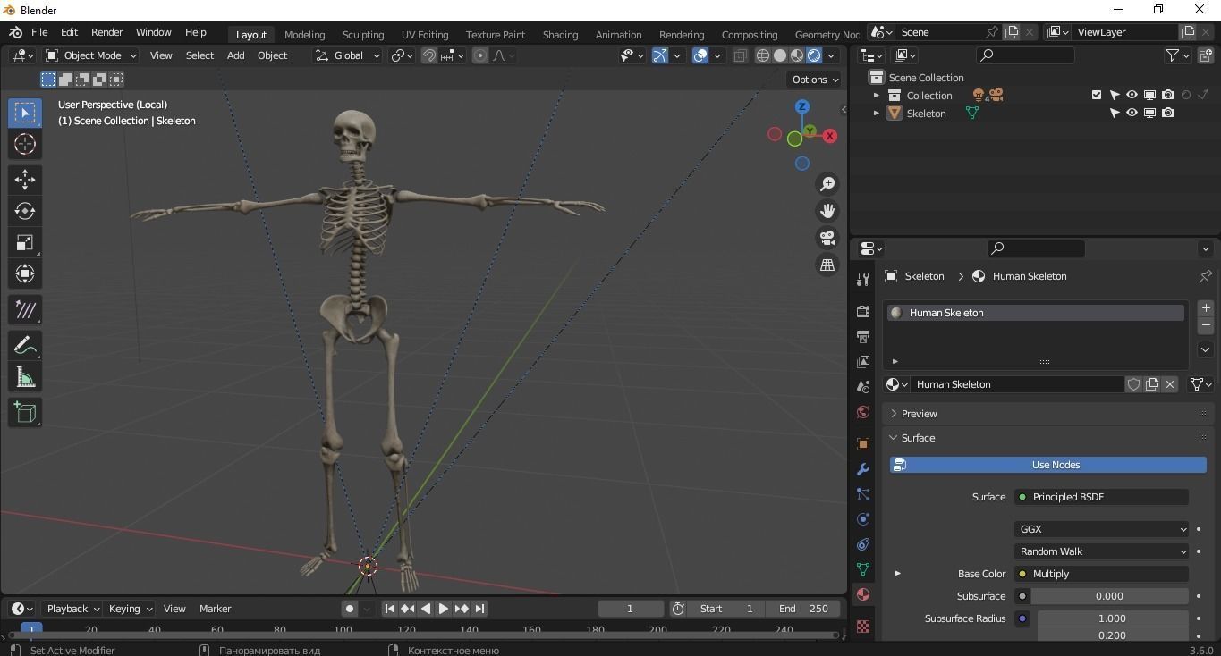 Human Skeleton Low-poly 3D model_30