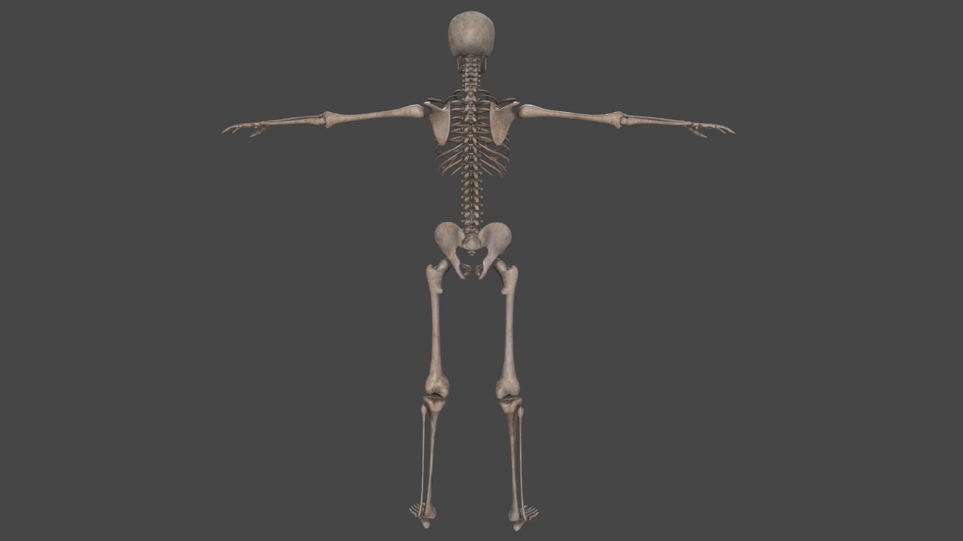 Human Skeleton Low-poly 3D model_5