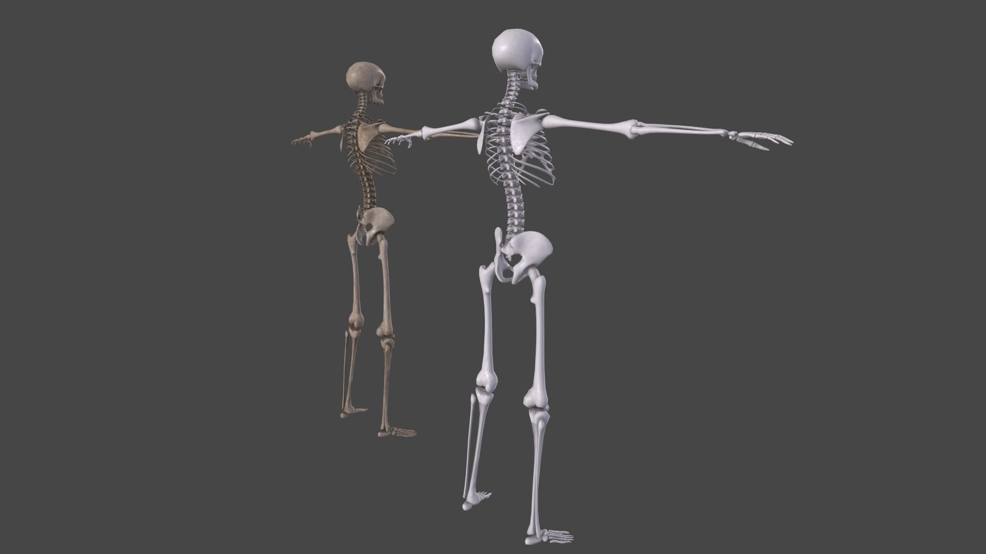 Human Skeleton Low-poly 3D model_14