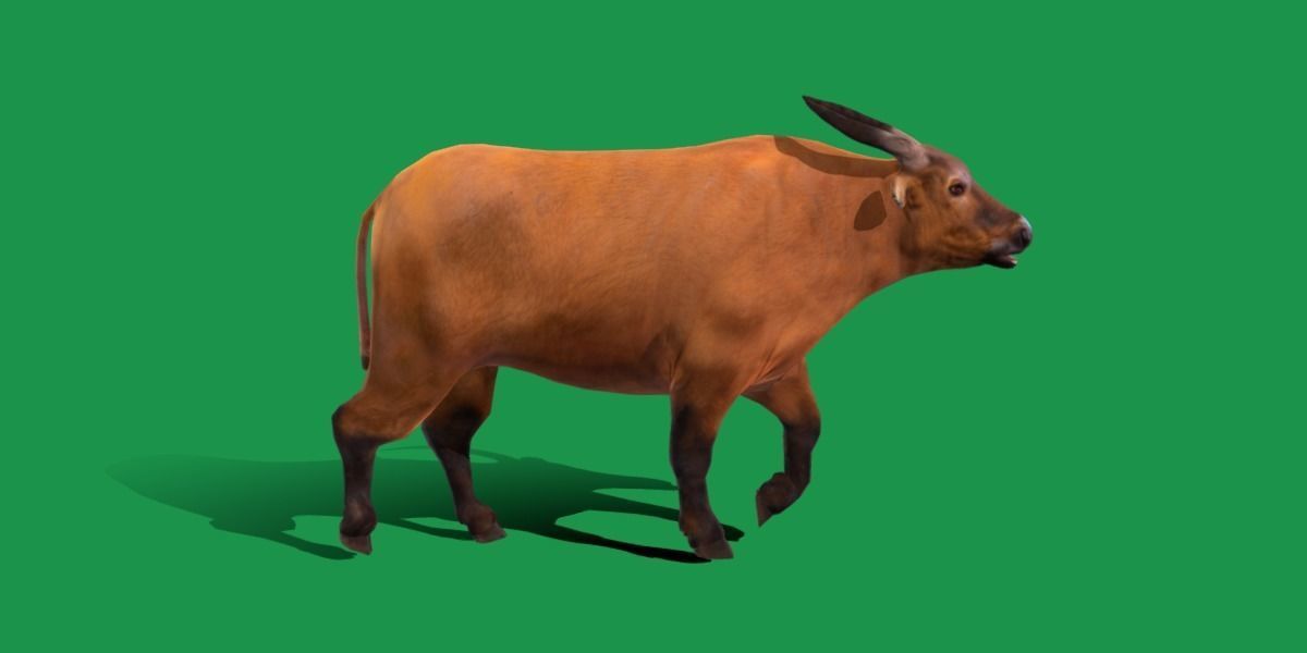 African Dwarf Forest Buffalo Low-poly 3D model_2