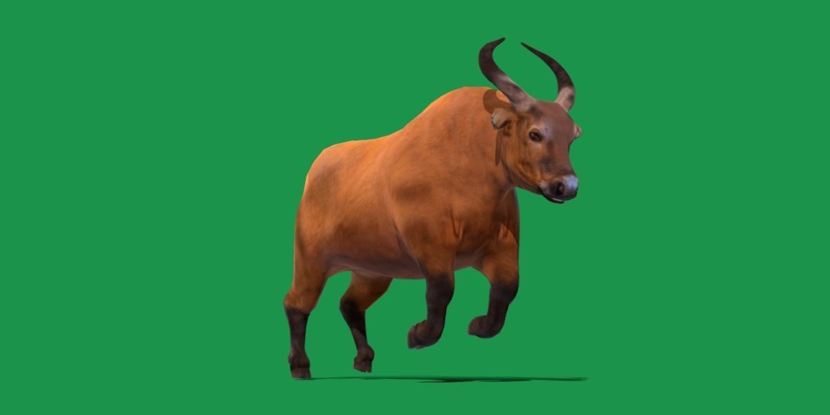 African Dwarf Forest Buffalo Low-poly 3D model_18