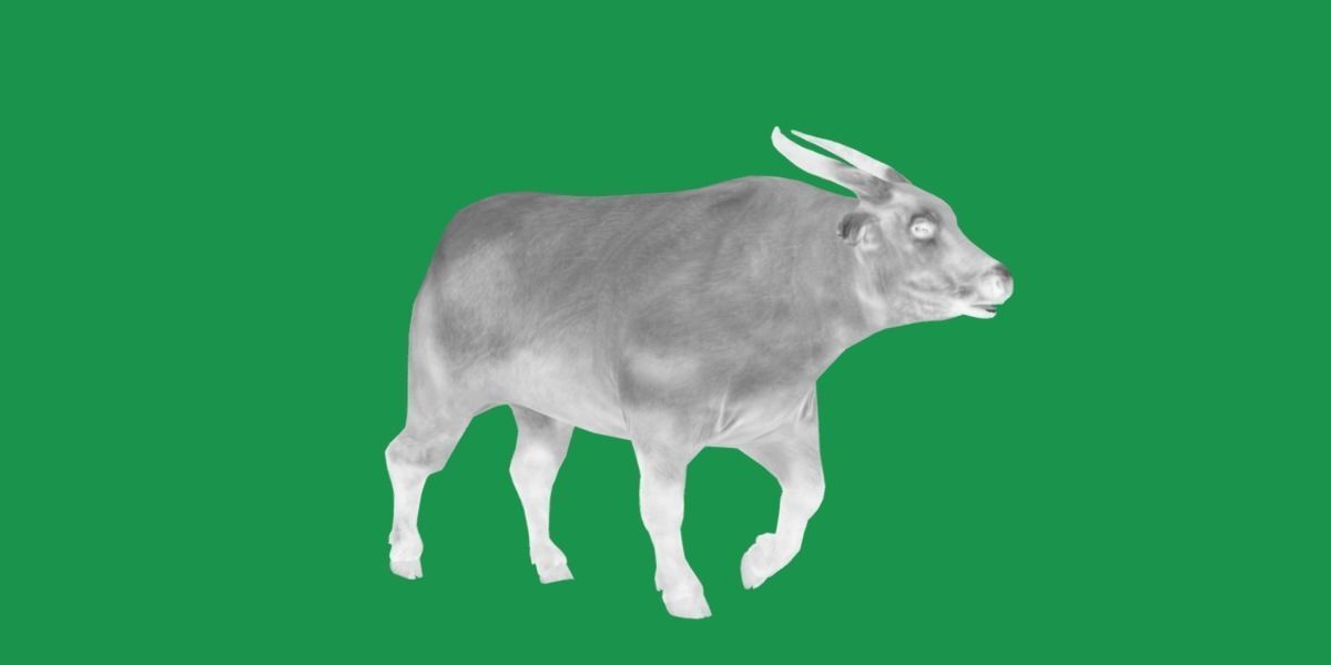 African Dwarf Forest Buffalo Low-poly 3D model_4