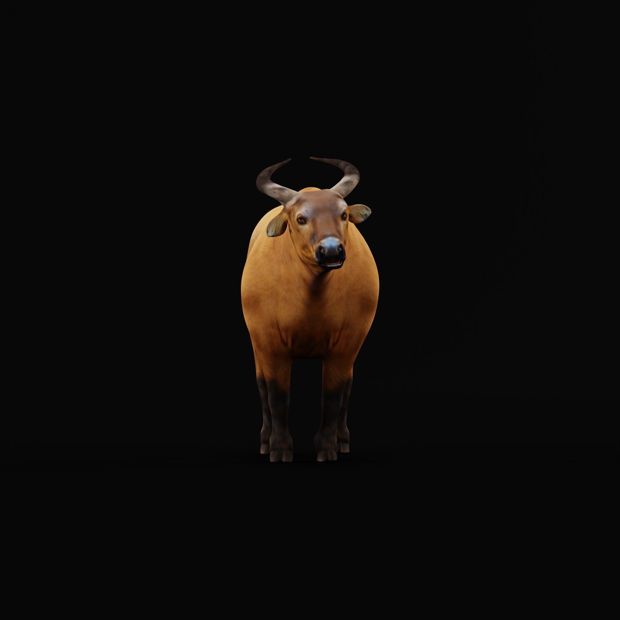 African Dwarf Forest Buffalo Low-poly 3D model_28